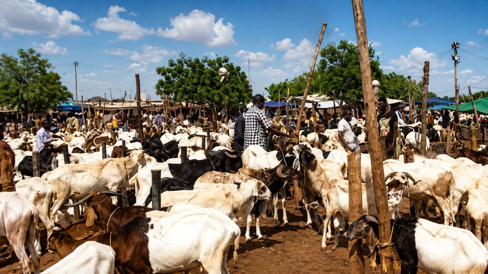Burkina Faso’s livestock blockade: a risky political gamble ahead of Tabaski