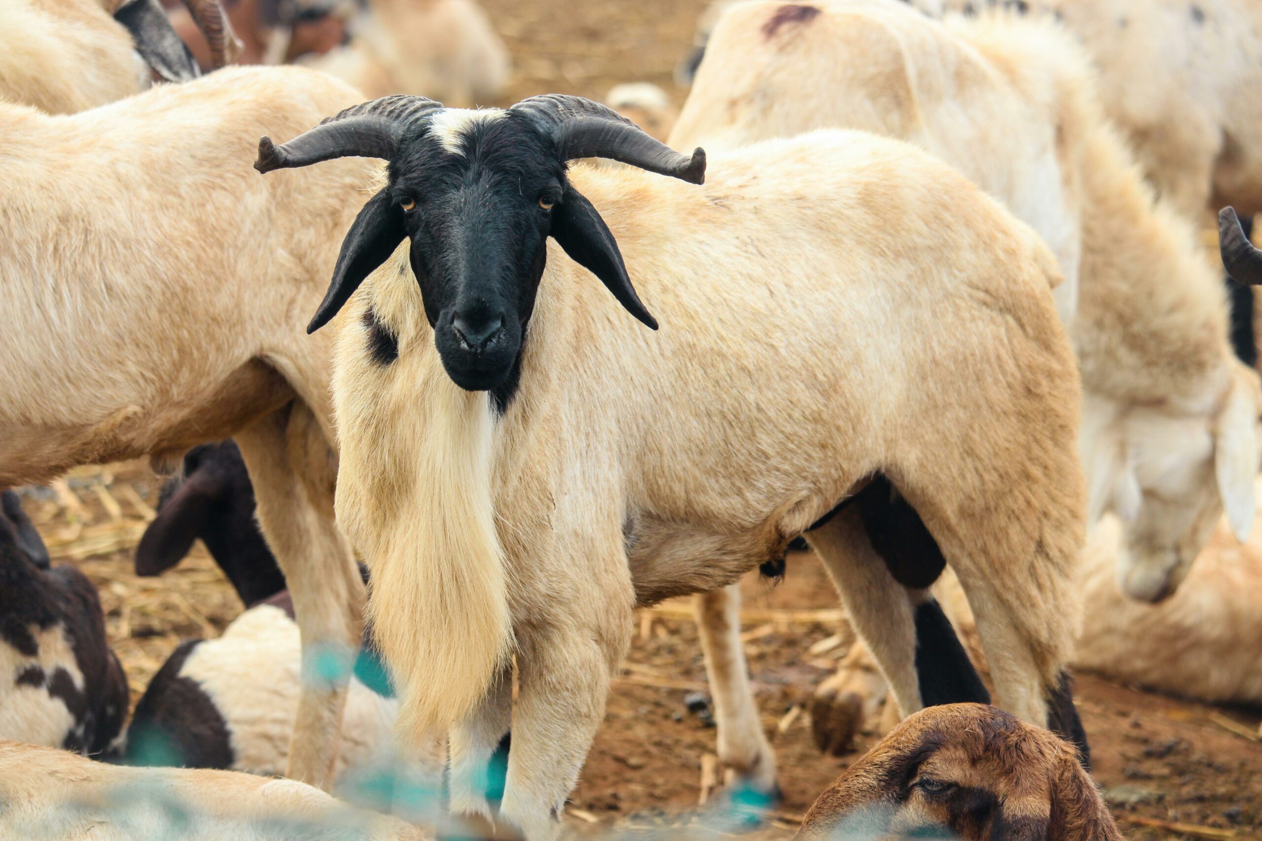 Tabaski’s financial burden: senegalese families face an annual debt spiral for eid al-adha