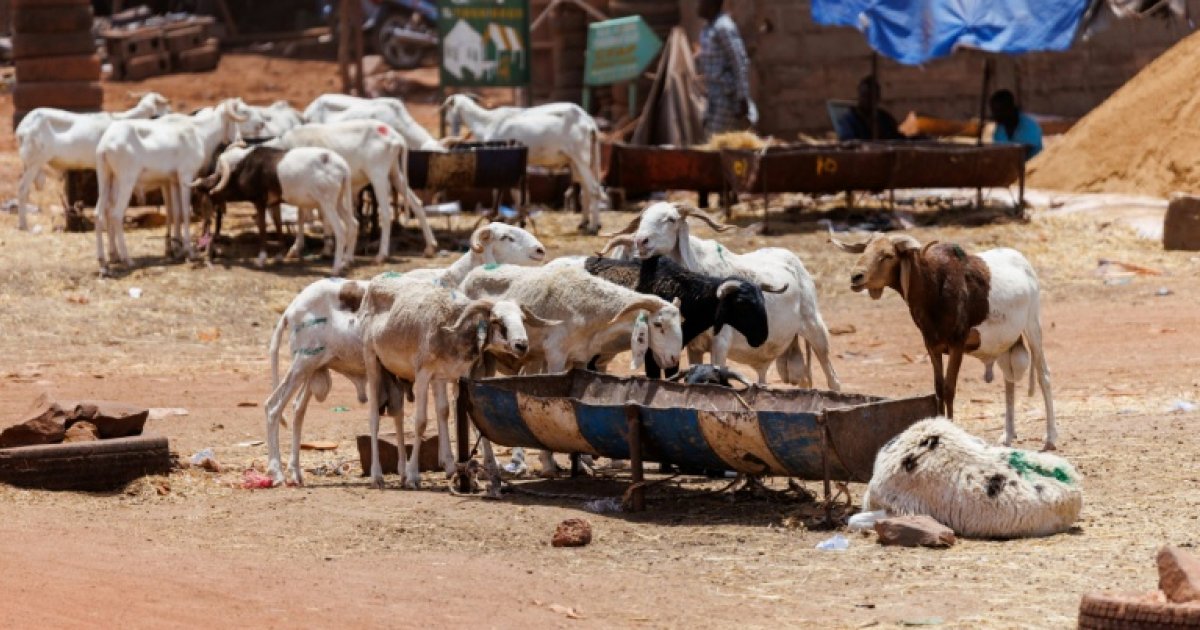 “Nous resterons à Bamako”: une Tabaski sous blocus jihadiste au Mali : Actualités