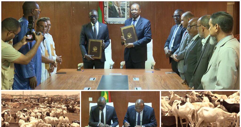 Mauritania ramps up tabaski sheep supply to Senegal amid regional security challenges