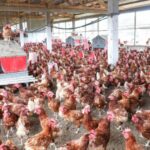 Gabon’s quest for food independence: prioritizing foreign investment over local pioneers?