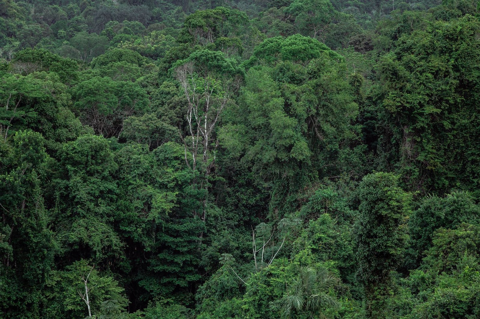 Lvmh and Gabon near landmark forest supply agreement