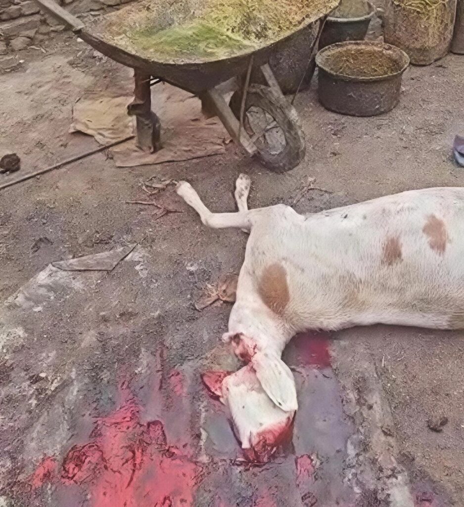 Chad authorities shut down illegal slaughterhouse in Abéché’s Farik Aguek district