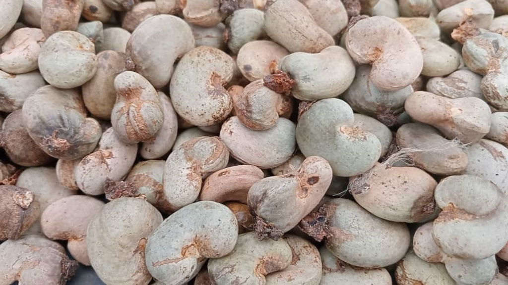 Poor cashew harvest in Côte d'Ivoire linked to climate and farming challenges