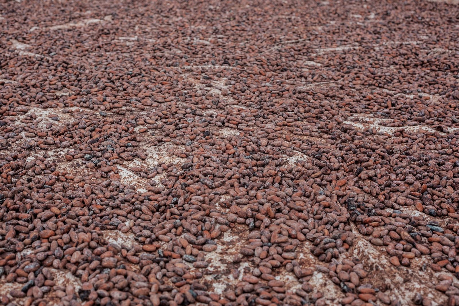 Cameroun: Cacao atteint record de 2 600 FCFA en fin de campagne