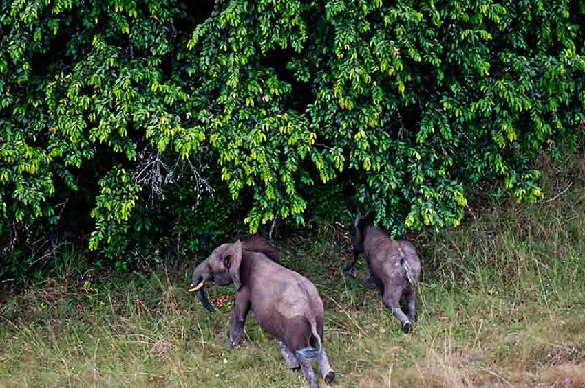 Tourism in Gabon's national parks