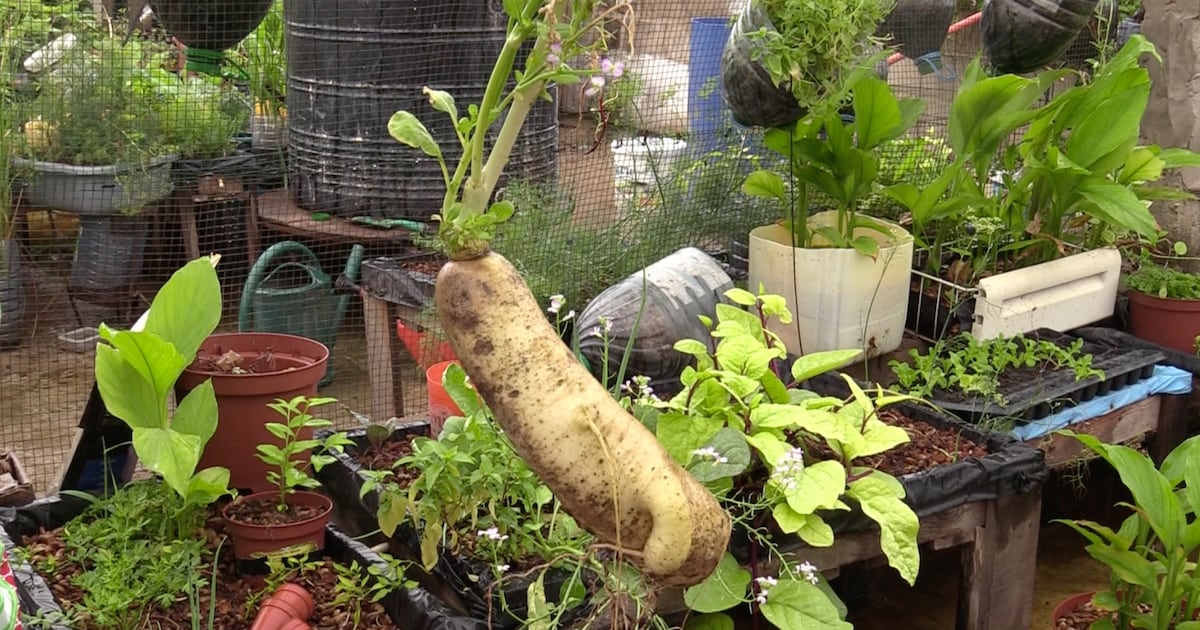 Mali farmers thrive with organic markets connecting city buyers to rural producers