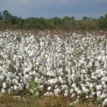 Benin strengthens agricultural insurance to protect farmers’ livelihoods