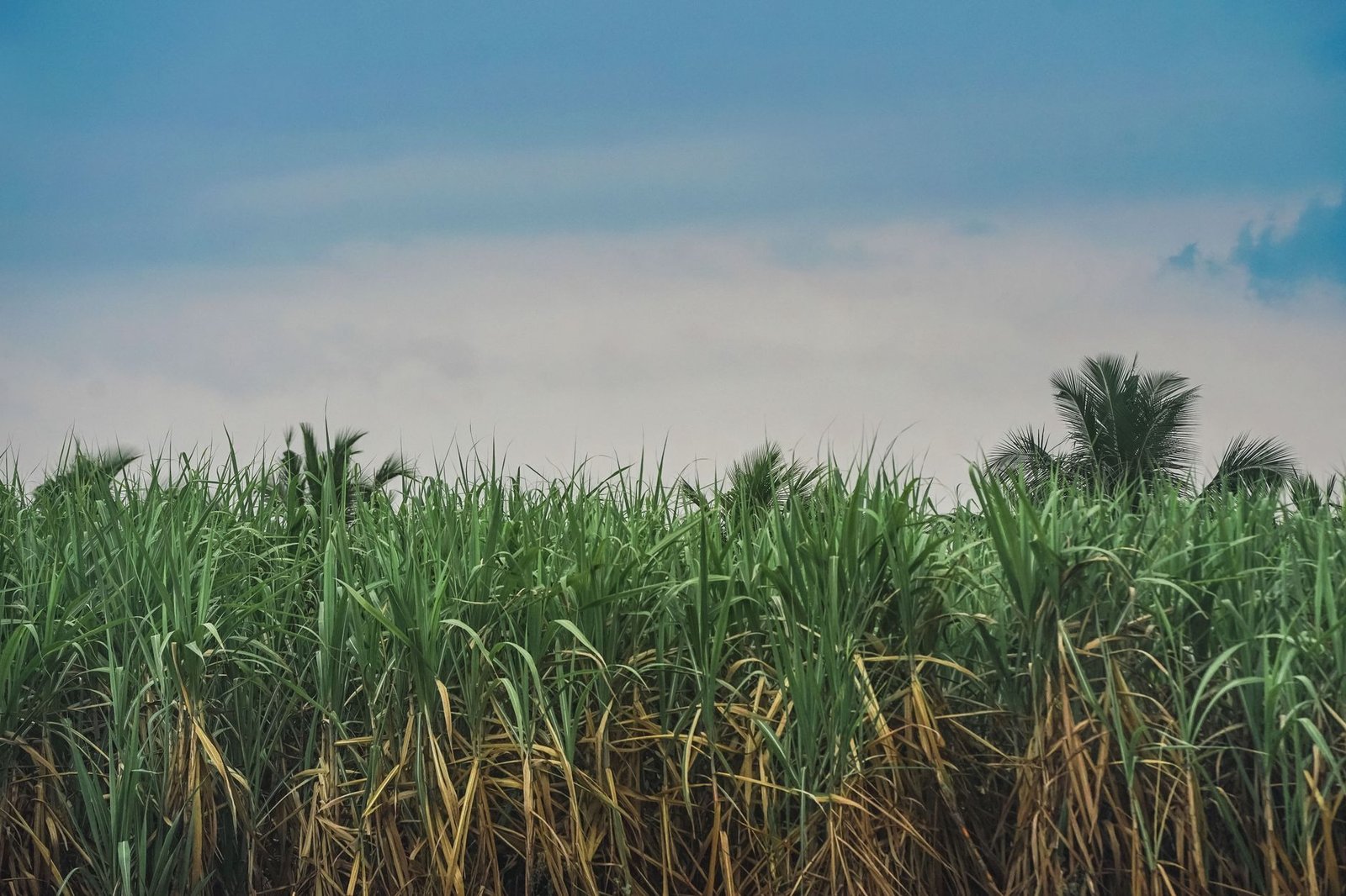 Yaoundé halts sugar firm stake sale amid strategic sector concerns