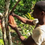 Cocoa farmers in Cameroon seek brighter future amid challenges