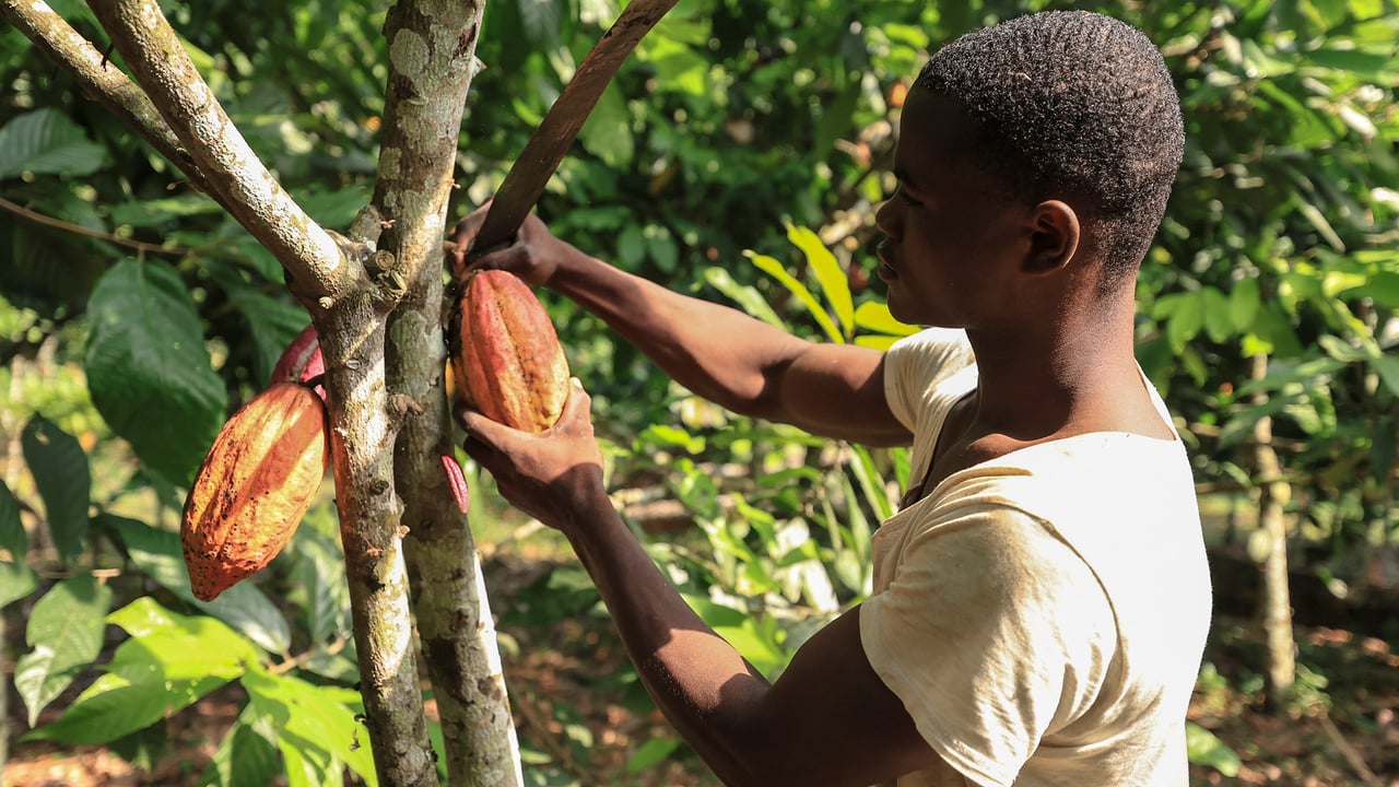 Cocoa farmers in Cameroon seek brighter future amid challenges