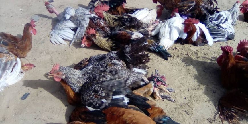 Chad’s poultry price surge hits households in Ati hard