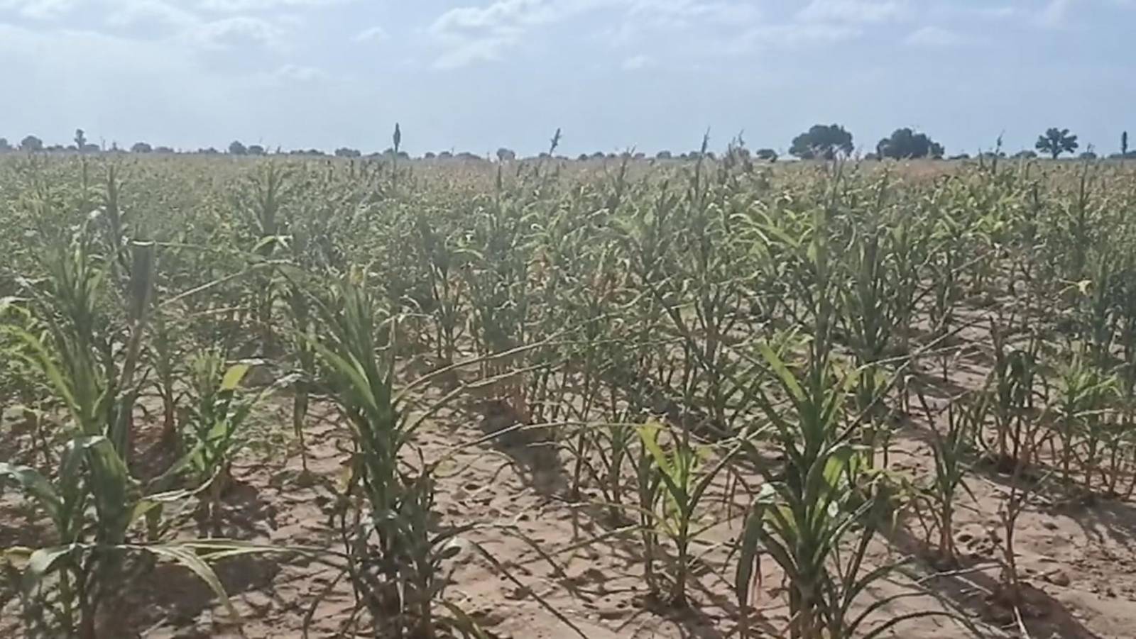 At Tougan, Burkina Faso’s maize farmers sell at a loss and face debts as food sovereignty falters
