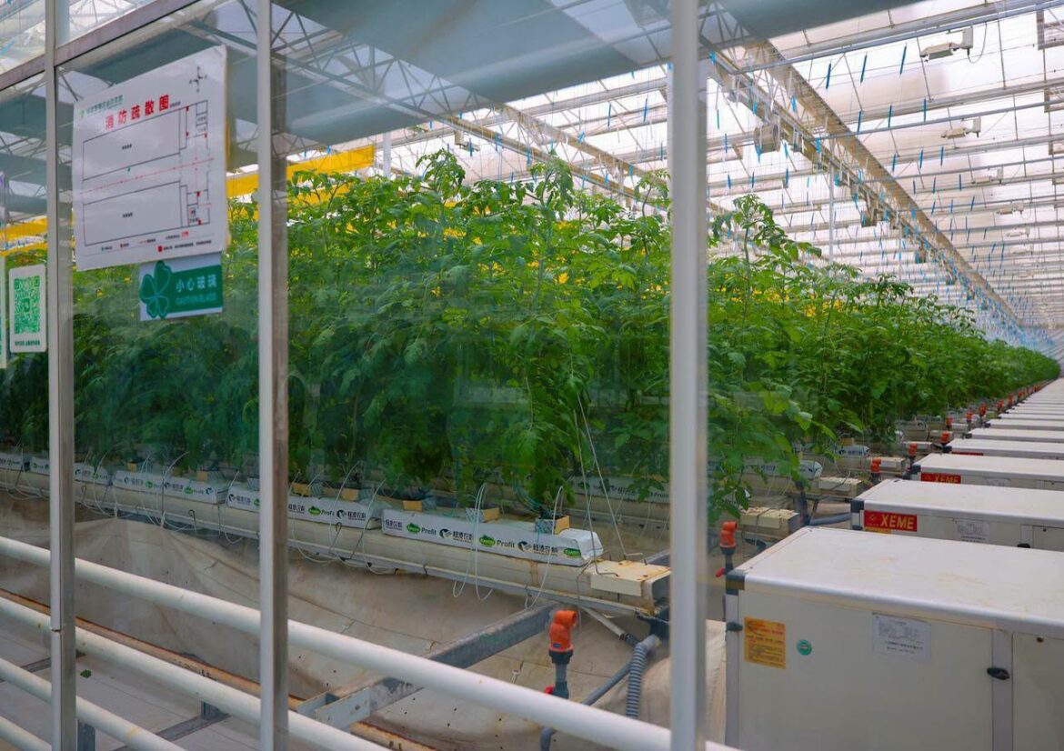Can Togo’s farmers really bank on the Shaanxi model? inside Faure Gnassingbé’s China visit